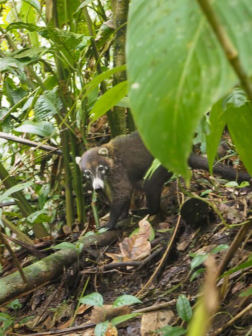 Coati from Costa Rica